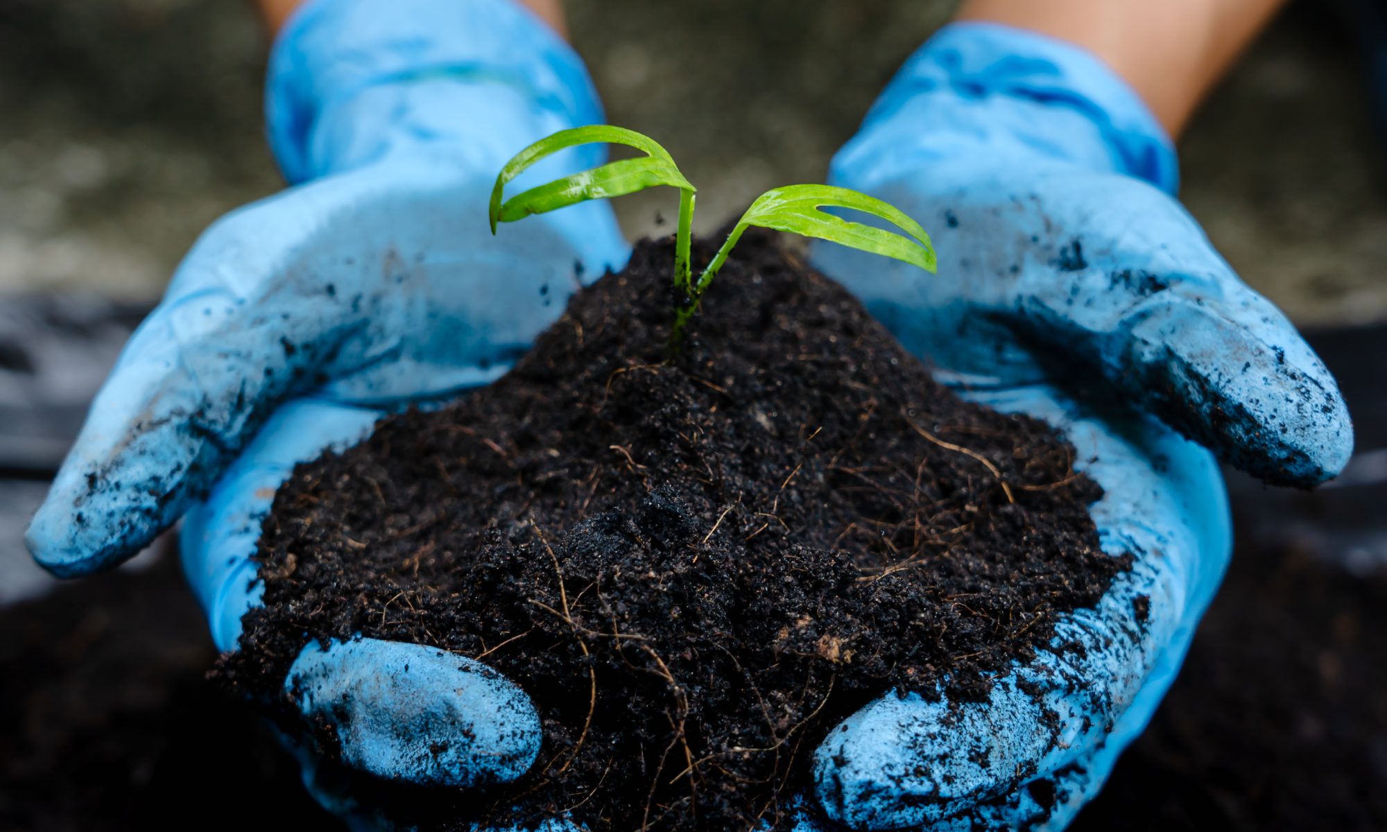 Hands wearing disposable gloves hold a pile of dirt with a tiny plant.